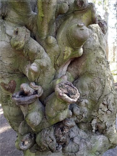 Eingeweide  IMG_20220319_123246_380.