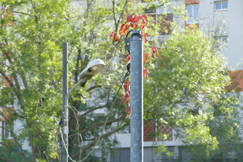 Elektrifizierung II  P1460341.